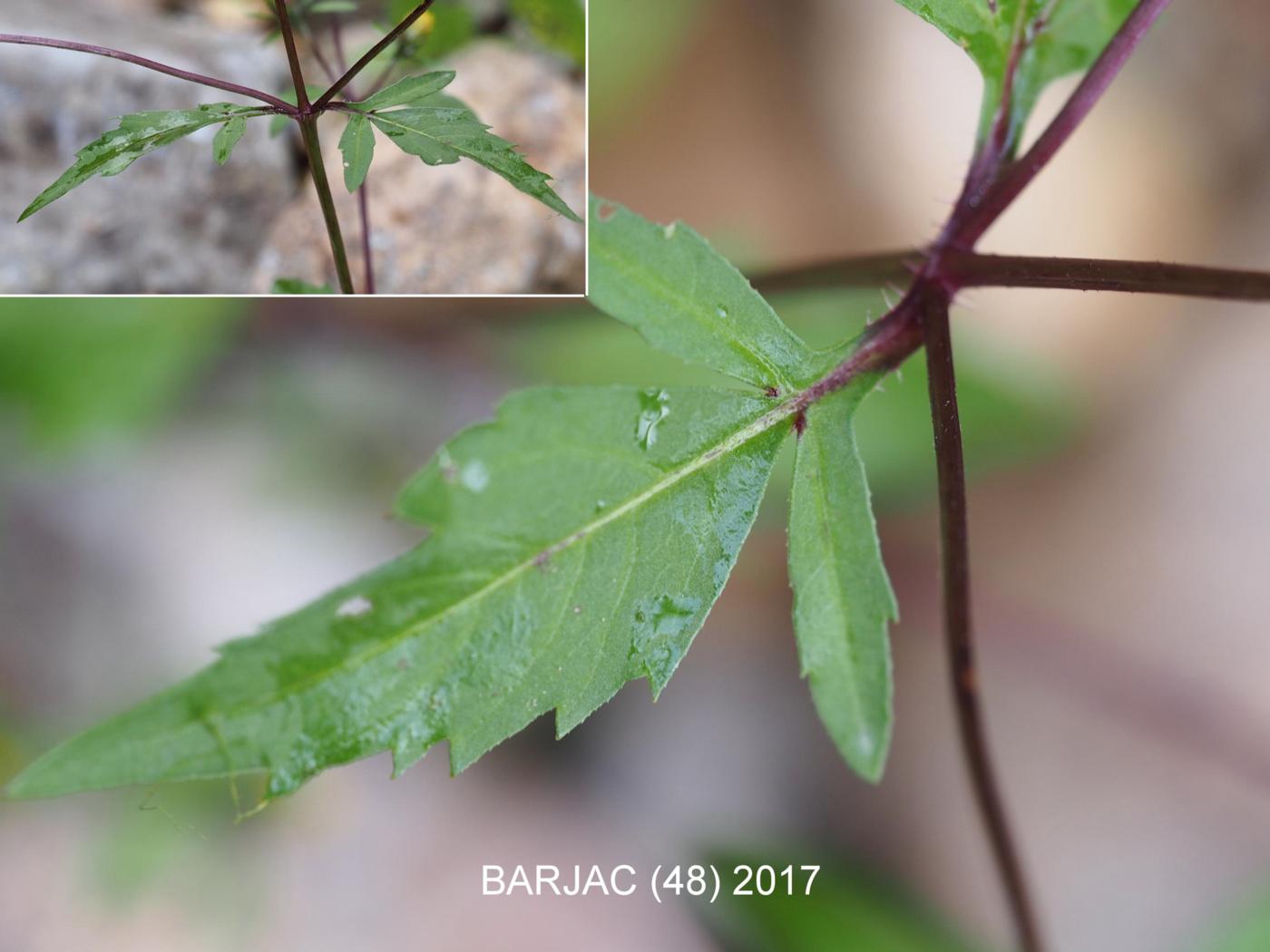 Bur marigold, Tripartite leaf